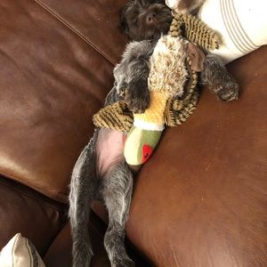 Meet your Posher, Casey